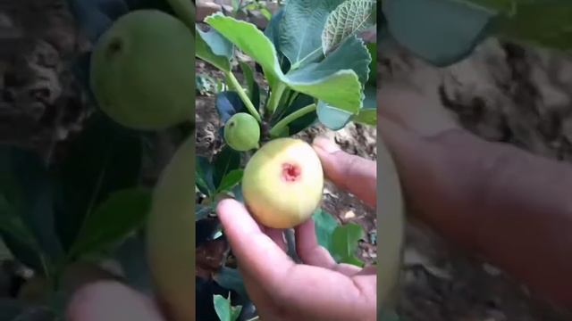 Plucking Organic Anjeer/Fig from farm •|•Natural🌸•|•Nature•|•Yashvi's vision смотреть онлайн