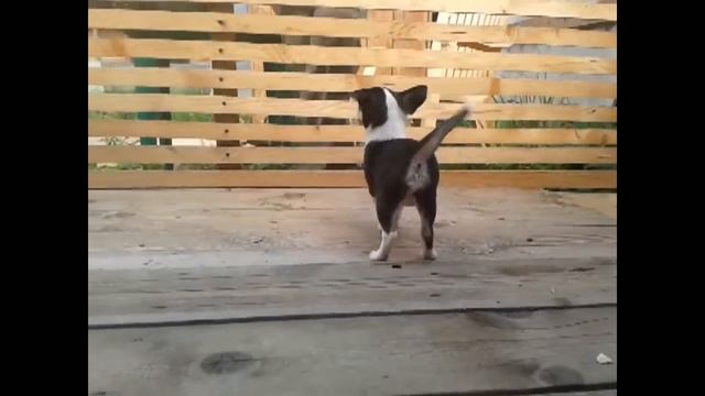 щенки чихуахуа продажа смотреть онлайн