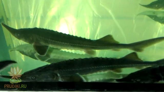 Стерлядь для садового пруда! Осетровые в вашем пруду, осётр, бестер и любая рыба для пруда смотреть онлайн