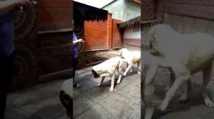 Щенки алабая, среднеазиатской овчарки, 7 месяцев. www.r-risk.ru +7 9262205603 Татьяна Ягодкина