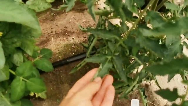 Величайшая ТАЙНА СКРУЧЕННЫХ листьев на томатах! Смотреть всем!