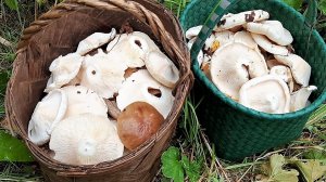 Груздёвый лес.Способ быстро и просто почистить грузди.