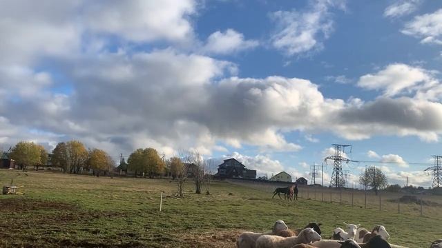 Овца принесла тройню. Ника знакомится с новыми жеребятами. смотреть онлайн