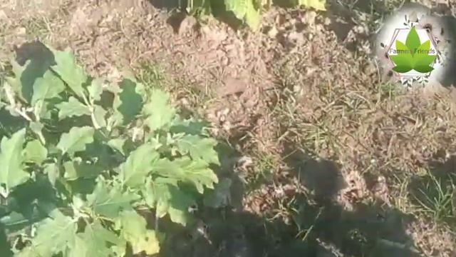 brinjal cultivation | বেগুন গাছের সমস্যা ও সমাধান।বেগুন রোগ পোকা নিয়ন্ত্রণ। смотреть онлайн