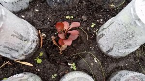 Барбарис  Размножаем осенью + Результат укоренения