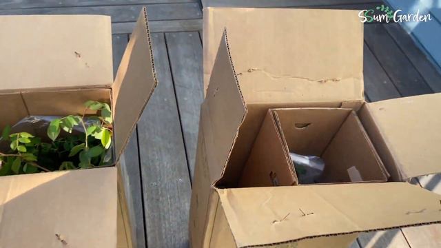 [SSum EP5] David Austin Roses Unboxing / Charlotte, Bathsheba, Queen of Sweden / 데이비드 오스틴 장미 언박싱 смотреть онлайн