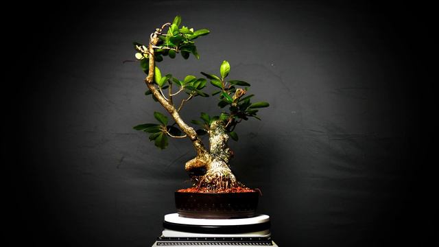 360 Display: Ficus Natalensis смотреть онлайн