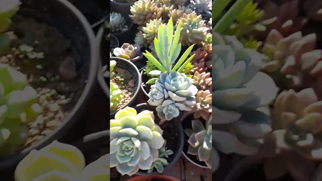 #suculenta #vida смотреть онлайн