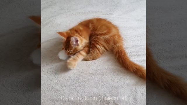 ДивоКун Рубин (3 месяца). Рыжий котенок Мейн кун. смотреть онлайн