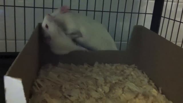 Environmental Enrichment for lab rats смотреть онлайн