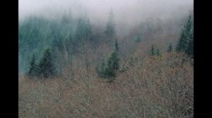 Рациональное использование и охрана лесов.mp4