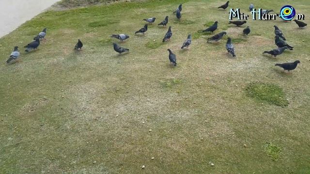 Бегу за "морковкой на удочке" Собрались для последнего вздоха и снова... 3 недели тюрьмы \ Измир смотреть онлайн