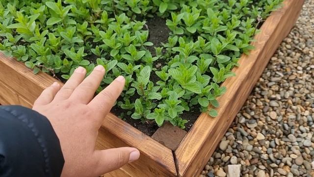 Грядки, мечта любого садовода дачника. смотреть онлайн