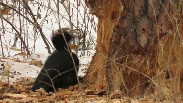 Птицы зимой, Желна или черный дятел (самка), Black woodpecker in winter смотреть онлайн