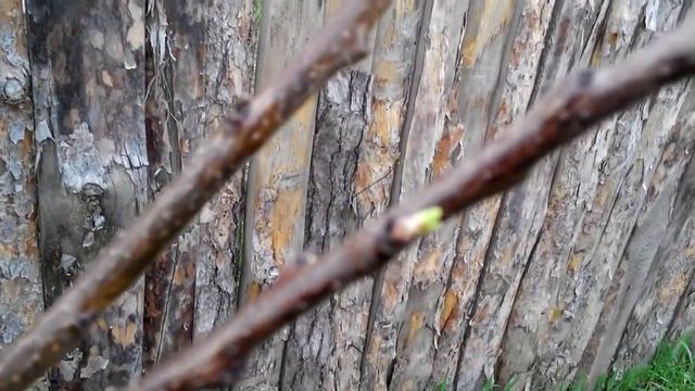 Прививка АБРИКОС черенком №2 поэтапное развитие (1 часть) смотреть онлайн