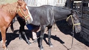 Дояр -Малик. Как делают кумыс?