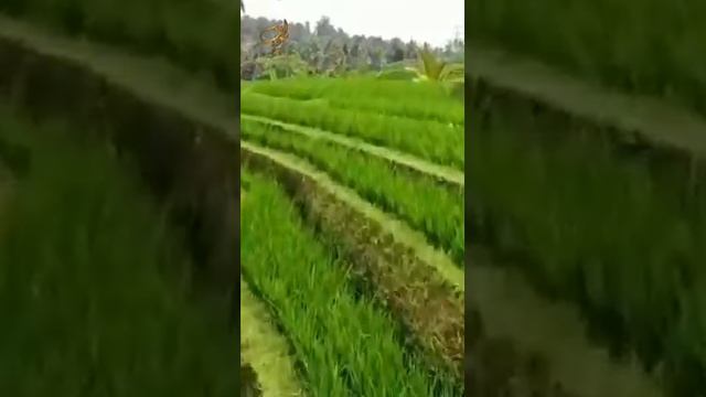 Шейх Мишари Рашид сура-71 Нух (Ной) #kuran#zakirnaik #kuran#sunnah#коран