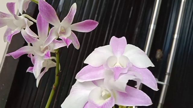 DENDROBIUM BUNGA BESAR || Dendrobium King Dragon смотреть онлайн