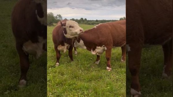 Ферма Марины Елагиной Герефорд