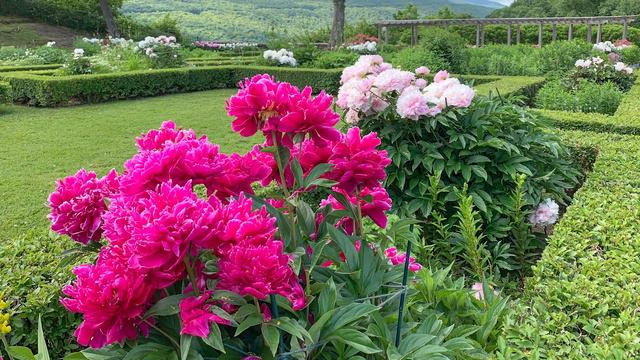 HildeneMoments: Peony Season 2020 смотреть онлайн