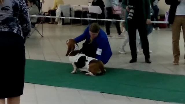 Basset Hound / Бассет-хаунд 25 апреля 2021 г. Екатеринбург ВЫСТАВКА СОБАК 2