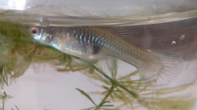 Как рожает гуппи 🐟 У нас родилось 7 мальков смотреть онлайн