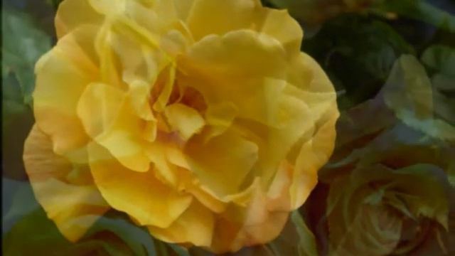 The Rose   ☸ڿڰۣ--♥ ڿڰۣ--☸