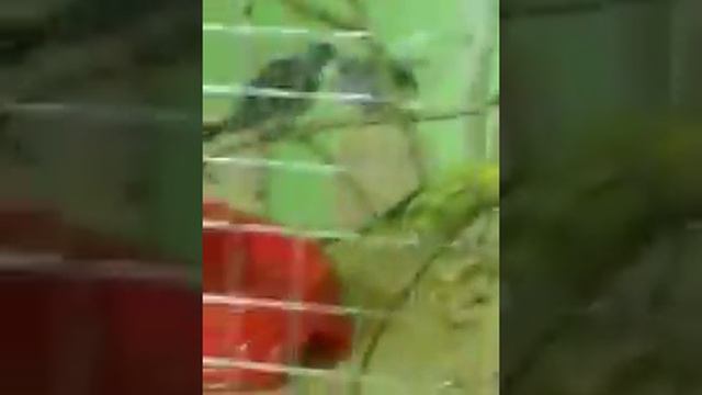 Зоопарк в Талдыкоргане смотреть онлайн