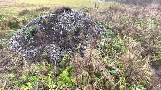 Выдру бросила хозяйка. Исхудал пушистый зайка. смотреть онлайн