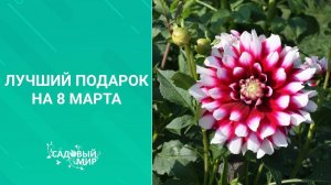 Лучший подарок на 8 Марта