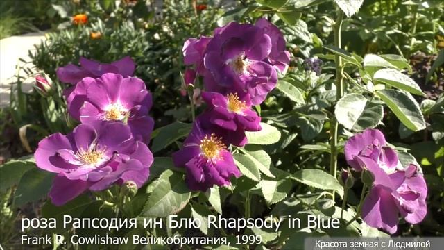 Приглашаю отдохнуть: роза Рапсодия, Рококо, цветы! смотреть онлайн