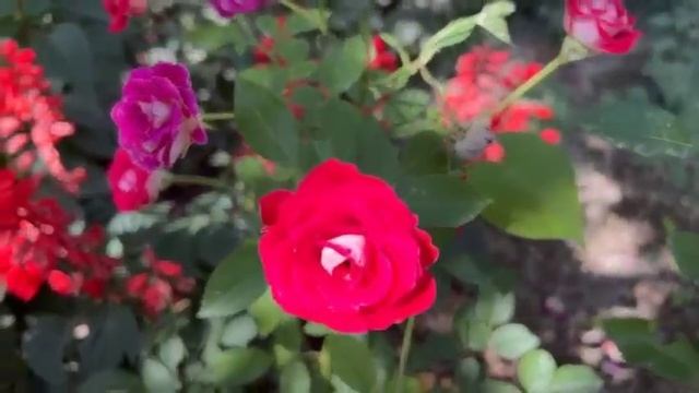 Красивые маленькие розы