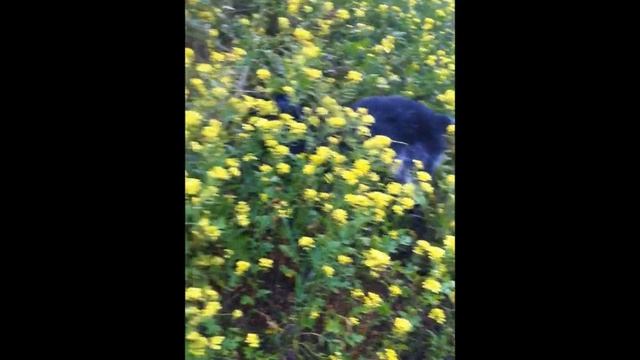 Drahthaar Hunting Training on wild-rabbit - 8 months смотреть онлайн