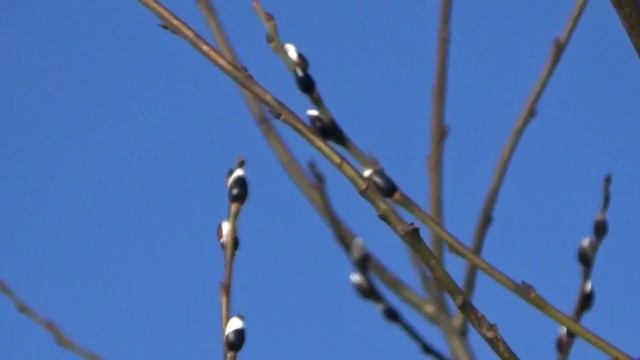 Ирина Камянчук.Март. смотреть онлайн