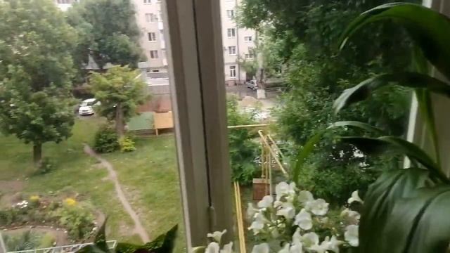 Калла Эфиопская и Ремани в горшке на балконе. Цветение. смотреть онлайн