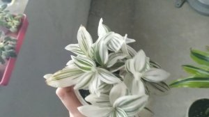 Самые красивые и неприхотливые комнатные растения!