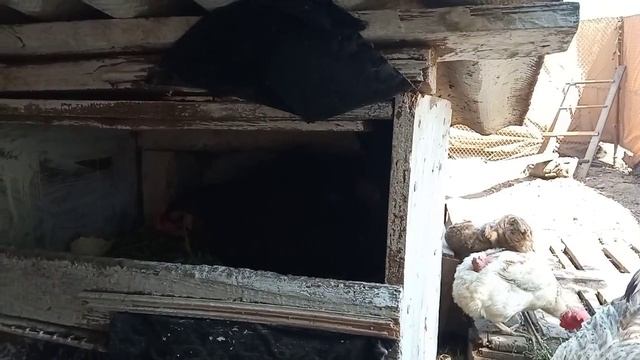 Курица сделала мне нервы)) На цепь не посадила! Вывела гусят, а цыплёнок будет? смотреть онлайн