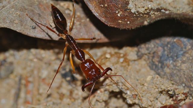 The Top 5 Fastest Animals on Earth! смотреть онлайн