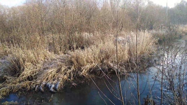Наступили ХОЛОДА. Какие же ОНИ голодные.Эпизод РЕАЛЬНОЙ жизни в ПРИРОДЕ. смотреть онлайн