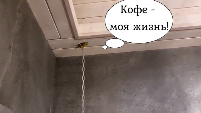 ЛИ СЯО. Алиса - Лиса. Лиса и очень приятный пол на крыльце. Аттракцион для Лисы. Забавные моменты. смотреть онлайн