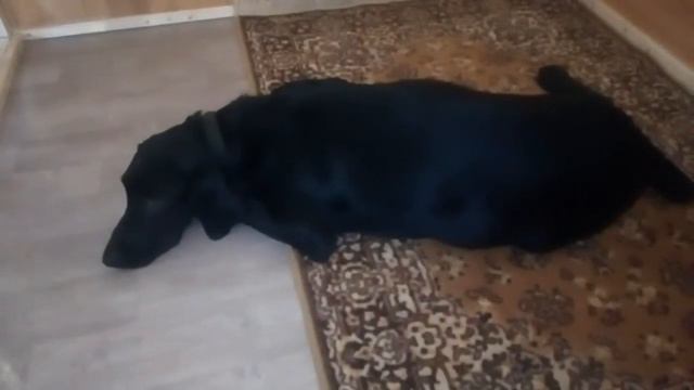 Вольер для будущих щенков курцхаара ждем потомство смотреть онлайн