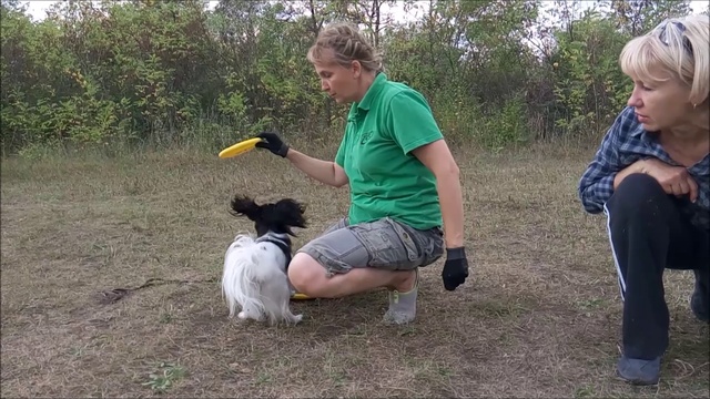 ПАПИЛЬОН Алиса и фризби! смотреть онлайн
