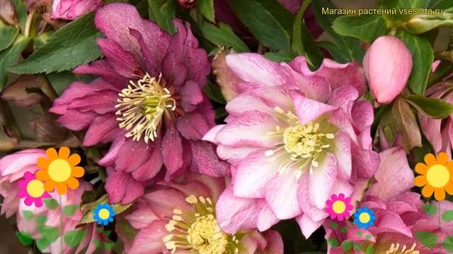 Морозник восточный Дабл Лич Роуз. Краткий обзор, описание helleborus orientalis Double Light Rose смотреть онлайн