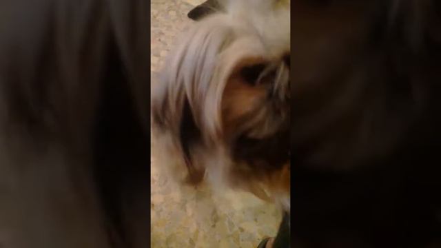 Моя Собака говорит мама ))🐶🐕 смотреть онлайн