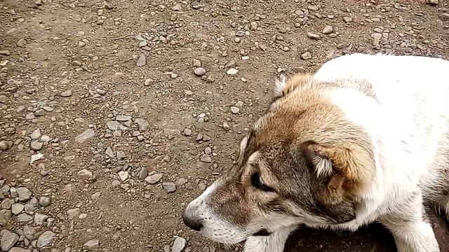 КАПАН АРМЯНСКИЙ ГАМПР(ВОЛКОДАВ) 🐕🦮ARMENIAN GAMPR(WOLFHOUND) OFFICIAL VIDEO смотреть онлайн