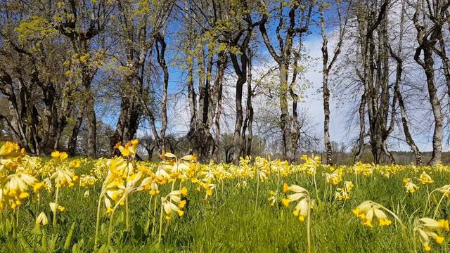 Cowslip (Primula Veris L.) At Early Spring With Bird Sounds