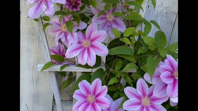 Clematis (3) 2023