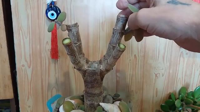 Супер кардинальная обрезка толстянки - крассулы Super Cardinal Cropping Of Crassula - Crassula
