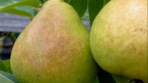 Сорт груши Велеса