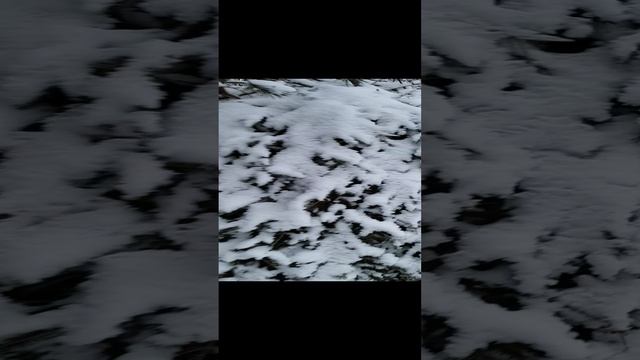 Зимовка пчел_ Почти как по Пушкину - Зимы ждала, ждала природа. Снег выпал... только в..